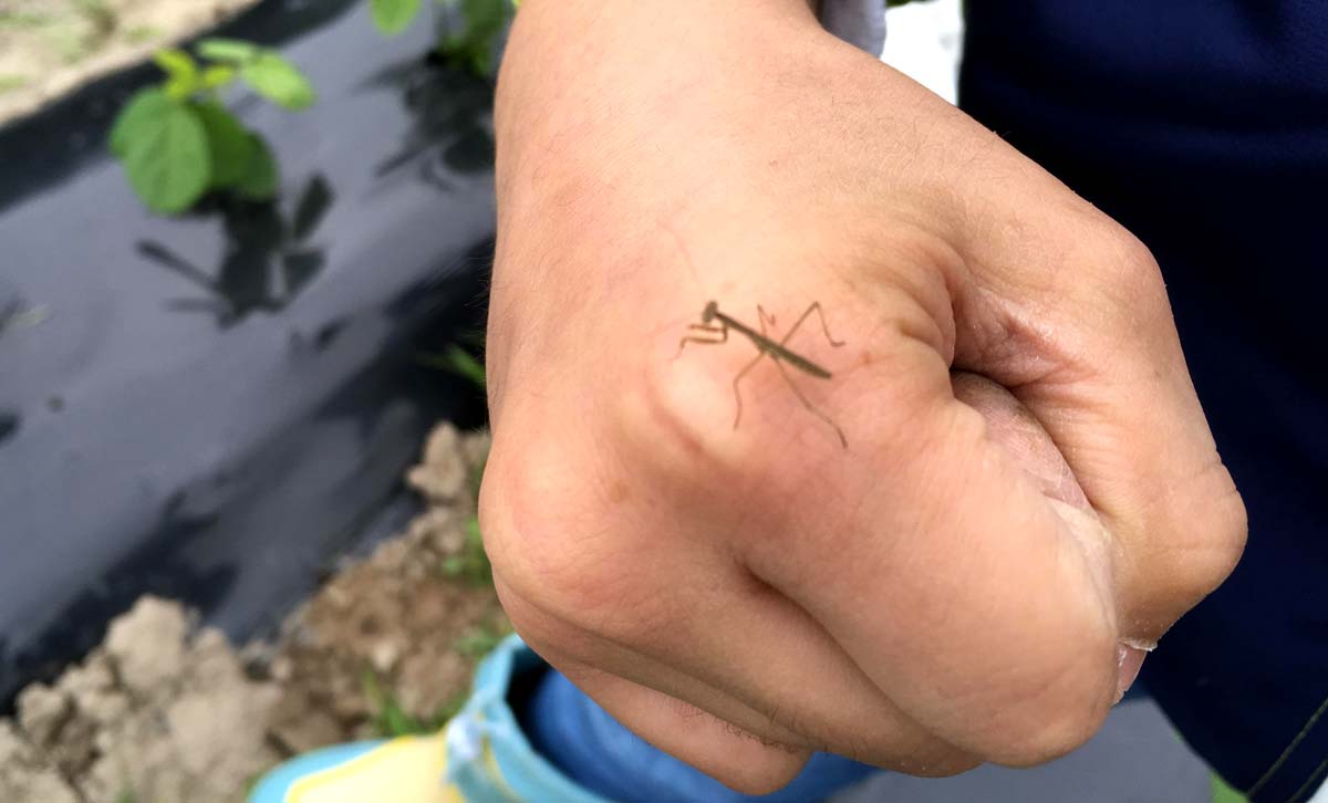 カマキリの赤ちゃん