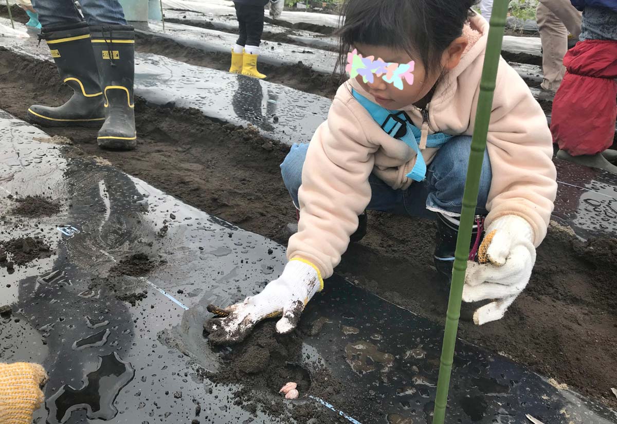 落花生の種をまく