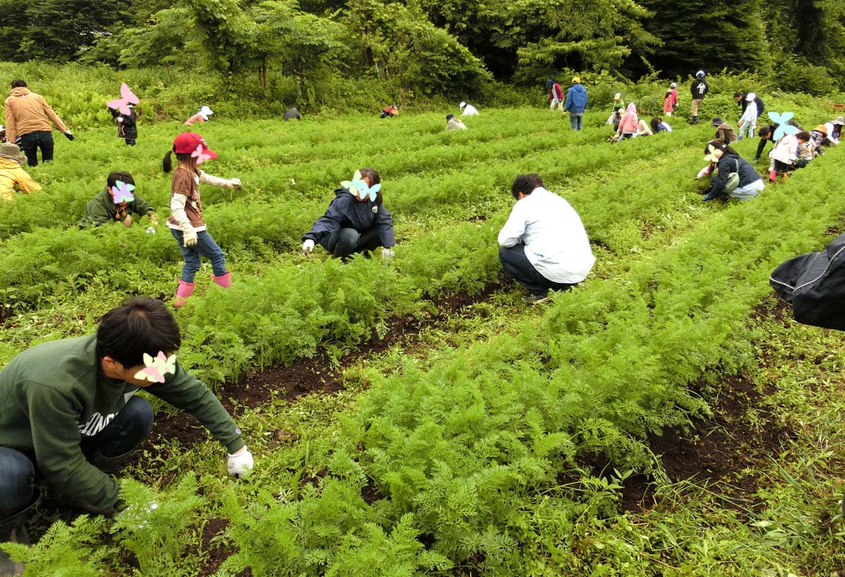 にんじん畑の草取り