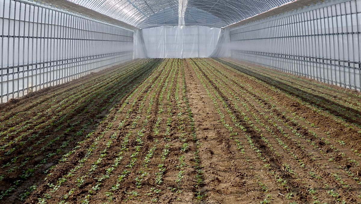 ハウスは2重カーテンや防虫ネット等、作物が生育しやすい環境を整えています