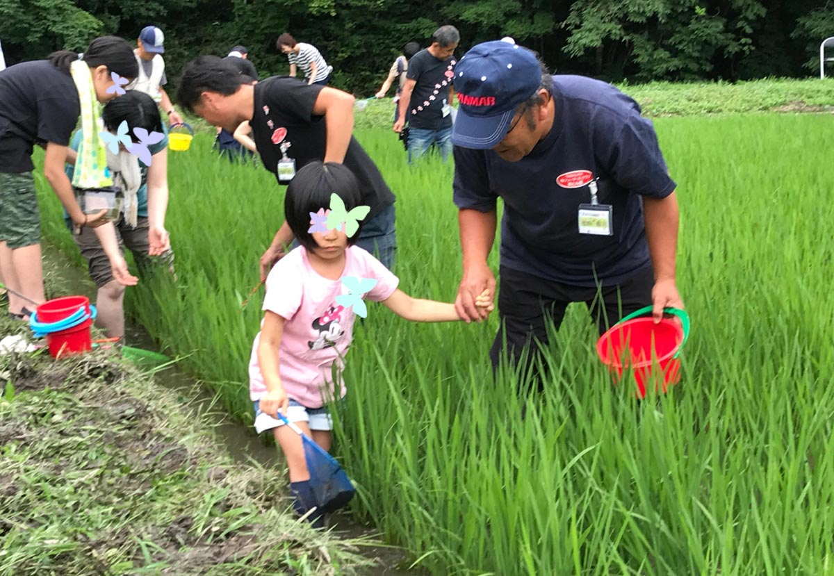 田んぼの生き物観察