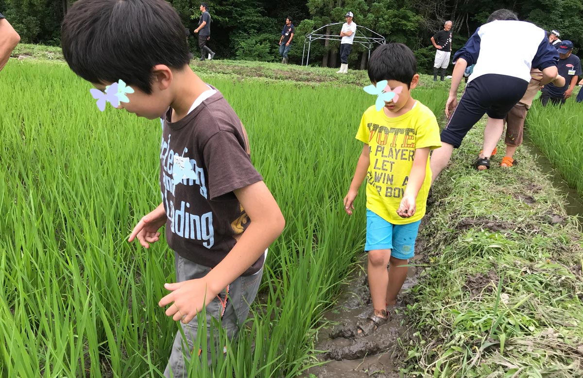 田んぼの生き物観察