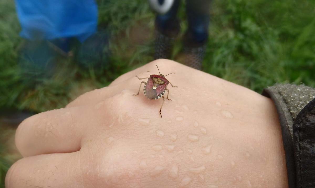 5変わった模様のカメムシ