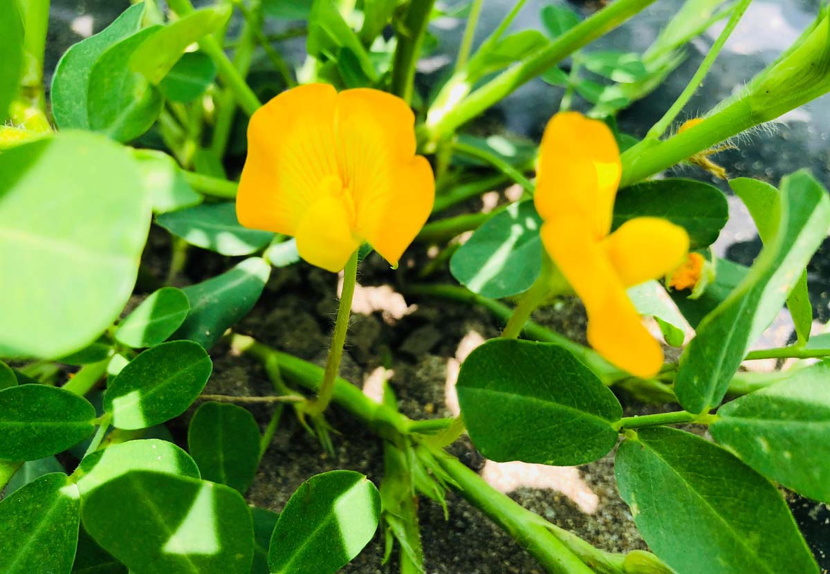 落花生の花が可愛い