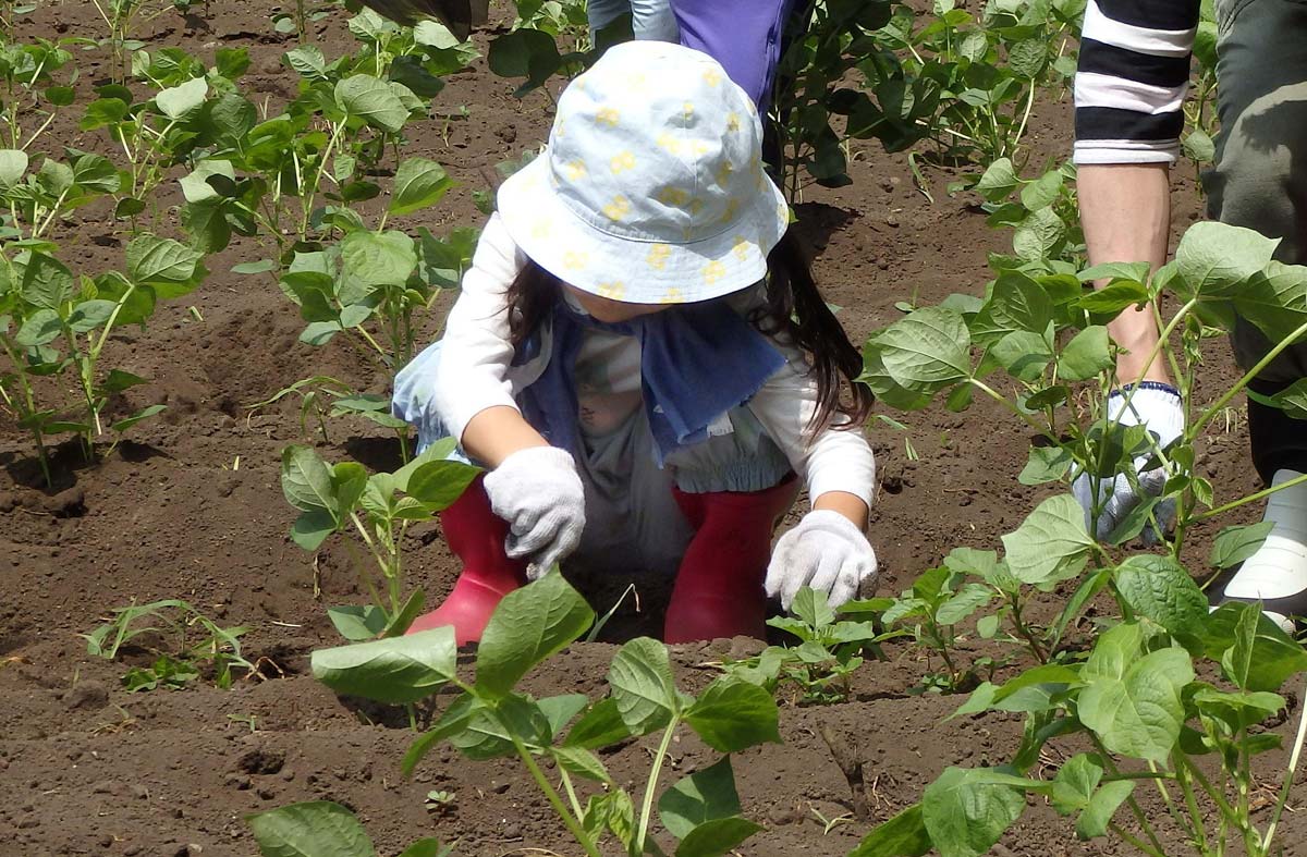 小さい子もがんばって畑作業