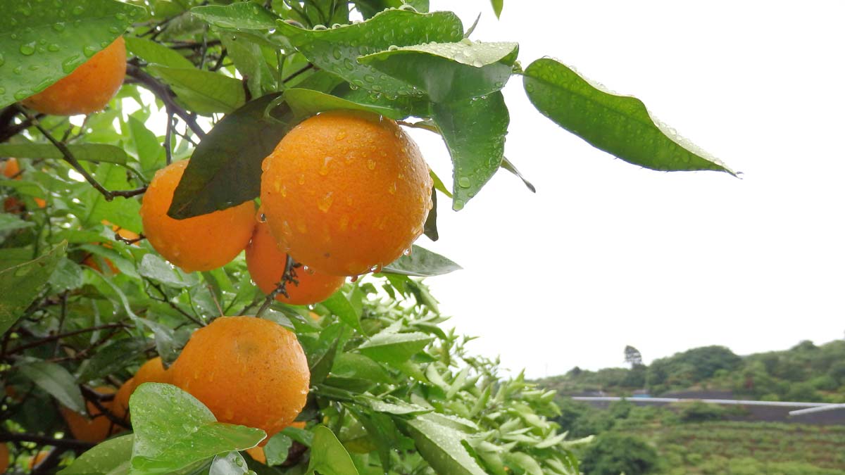 5月。バレンシアオレンジの収穫適期