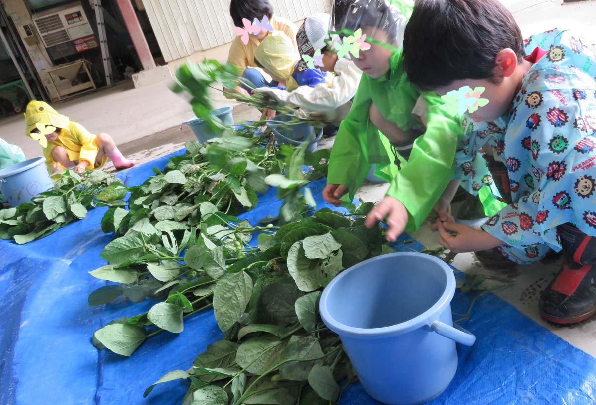 枝豆を茎から外す