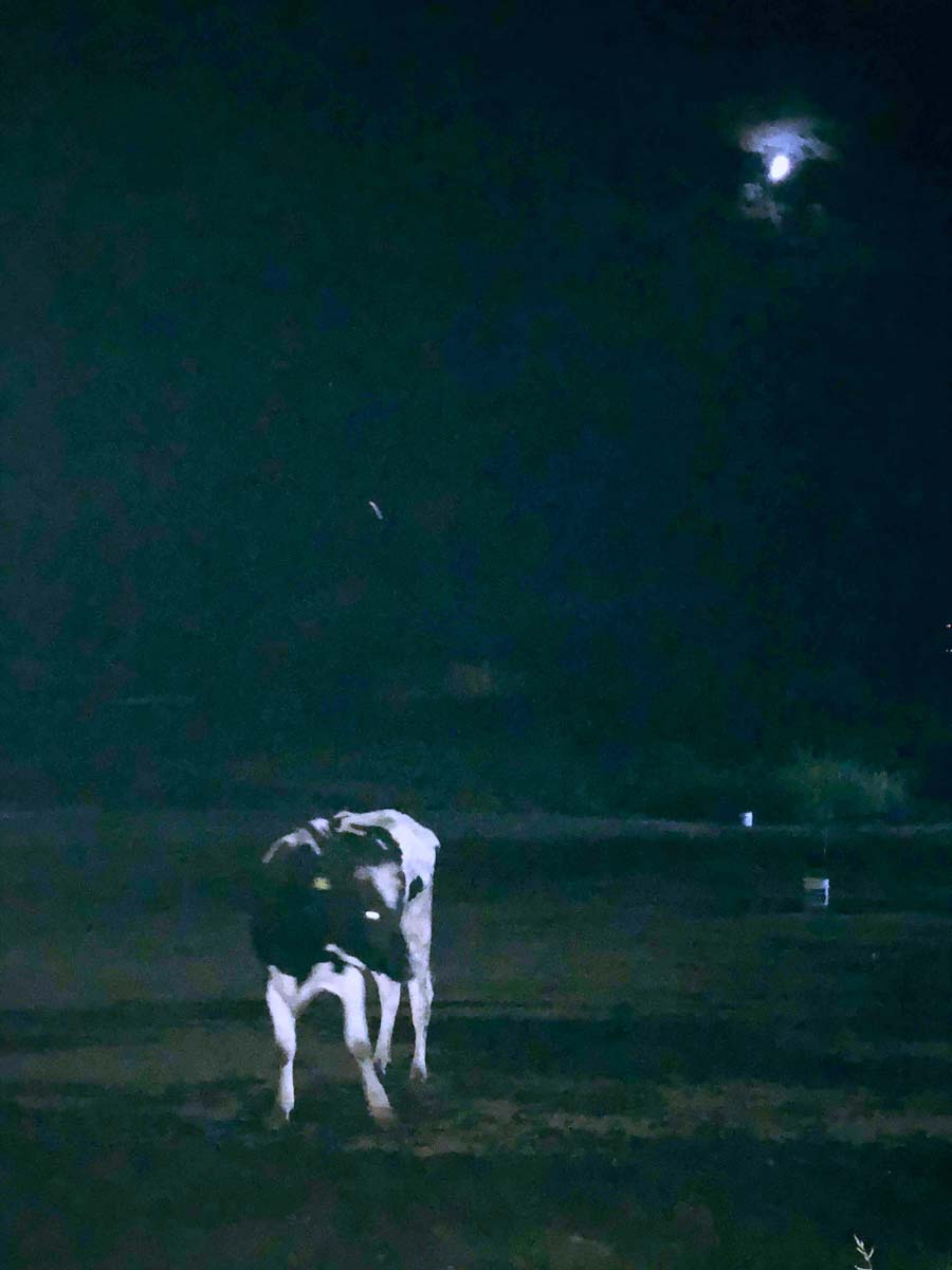 月と牛さん