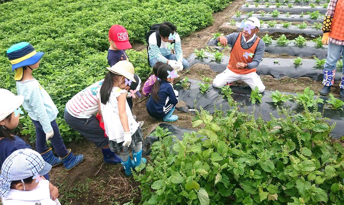 間引きの方法を教わる