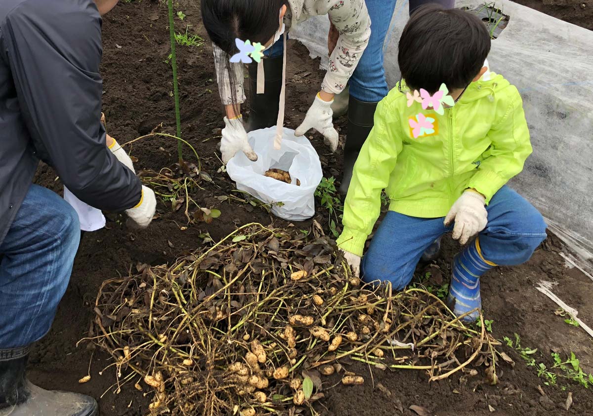 ひとつひとつ落花生を収穫していく