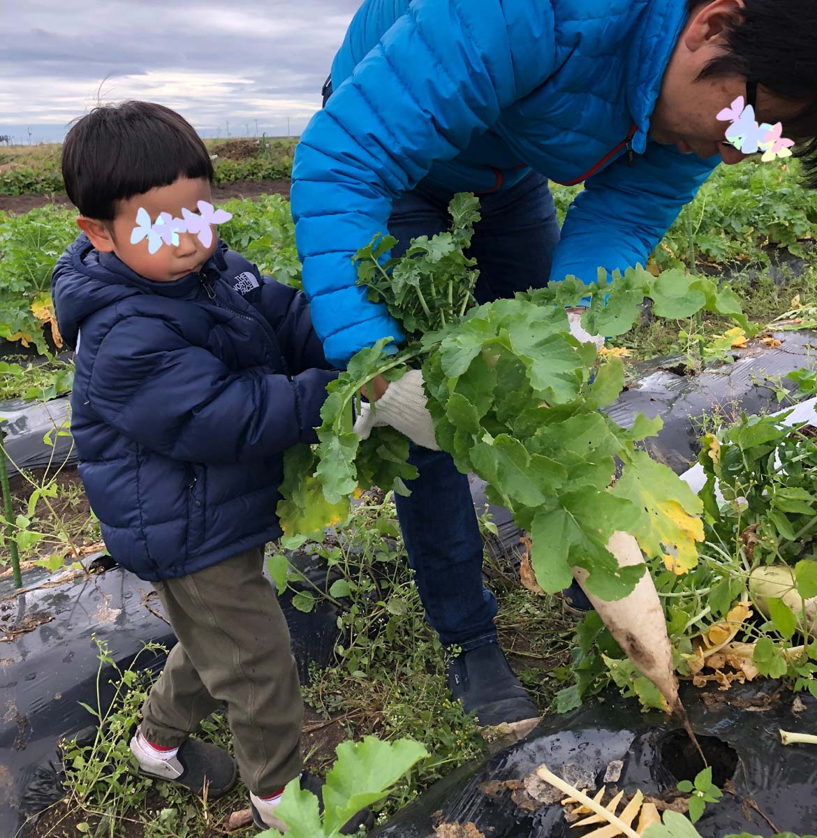 抜けた！大根の収穫