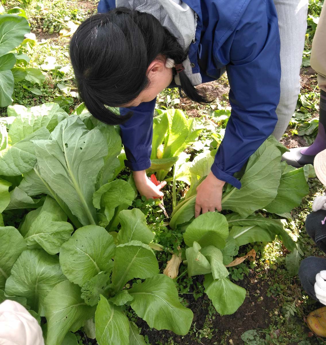 根元を収穫ばさみでパチン