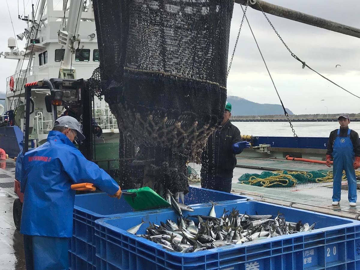 魚食プロジェクト・石巻魚市場見学