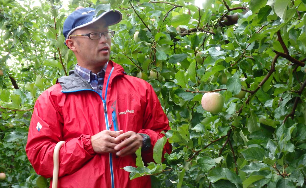 りんごの変化を観察する片桐道也さん