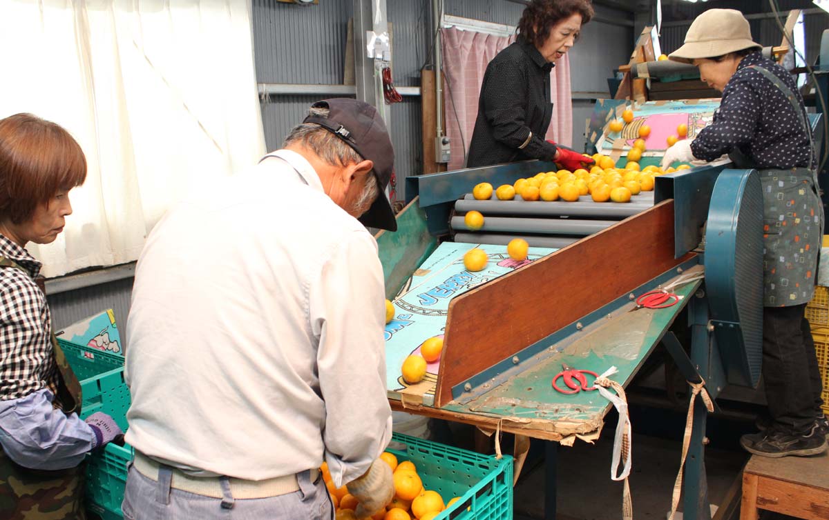 みかんの選別作業