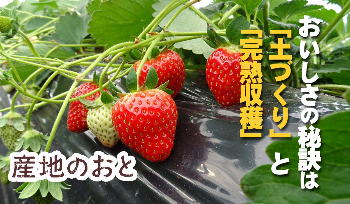 おいしさの秘訣は 土づくり と 完熟収穫 産地のおと 活動報告ブログ いきいき 産地つうしん あいコープみやぎ