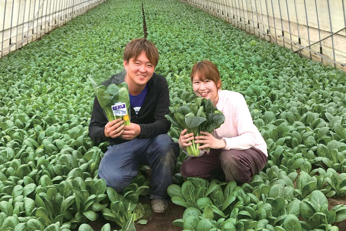 小松菜生産者 市毛夫妻