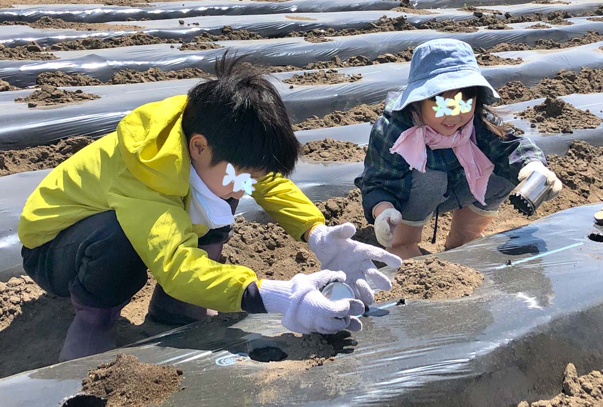 マルチの穴あけは子どもたちに大人気