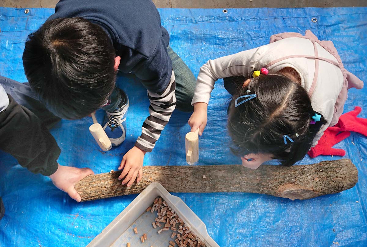 菌がついた木片をトンカチで打ちこむ