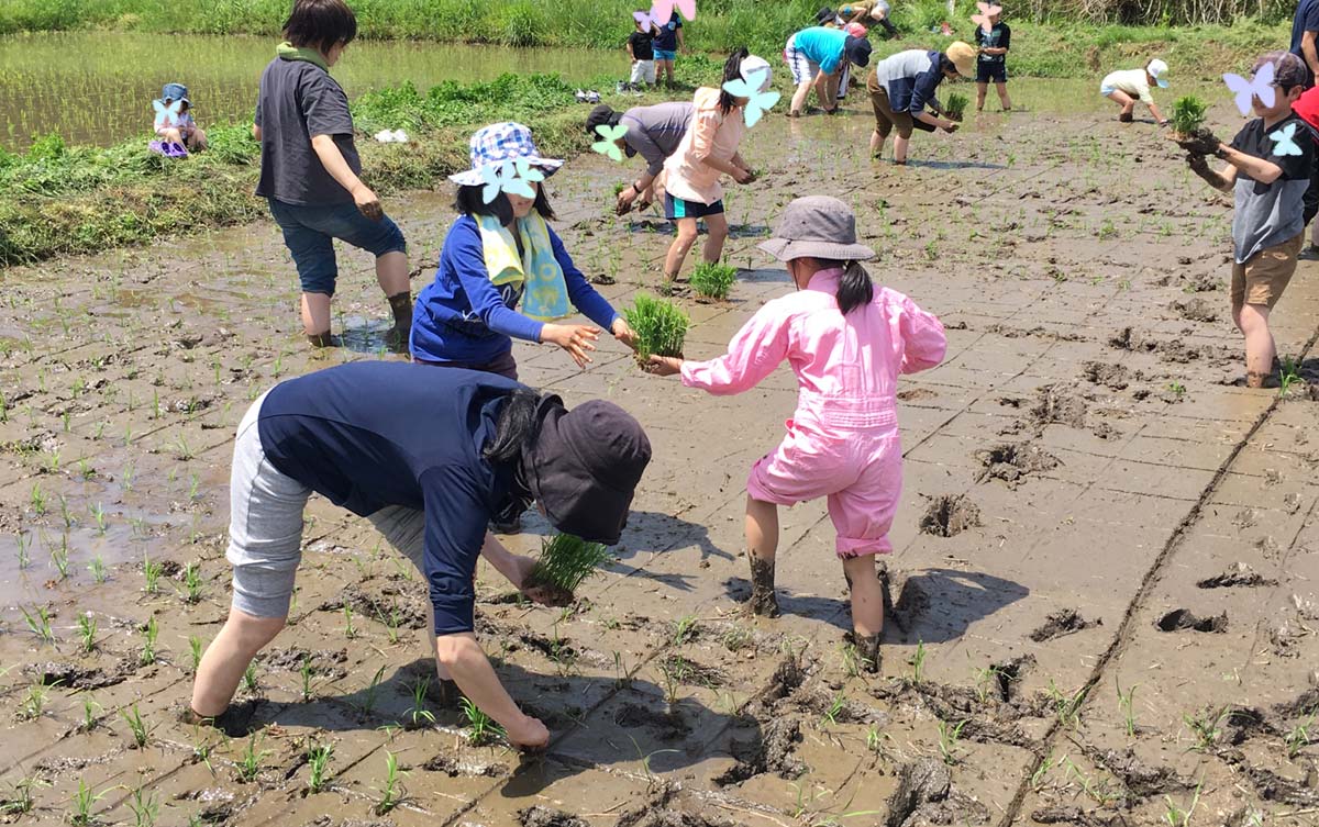 協力しながら田植え