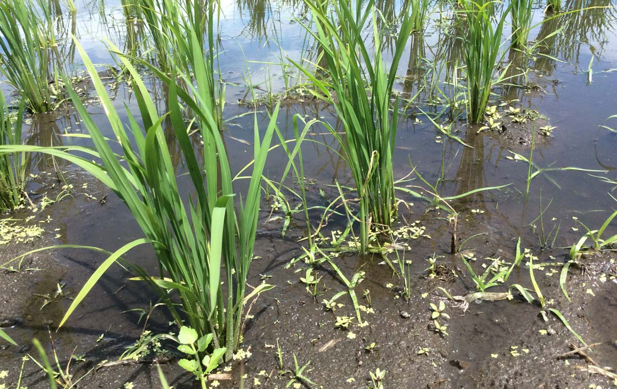 雑草の目立つ私たちの農薬不使用の田んぼ