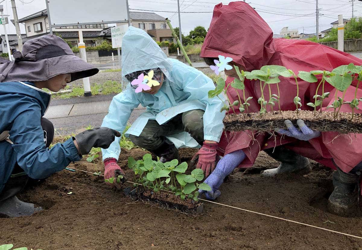 枝豆を定植