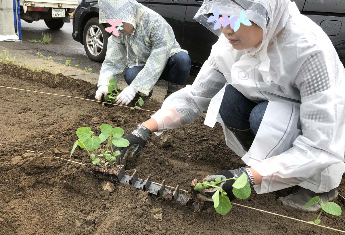 株と株の間をきちんと測る