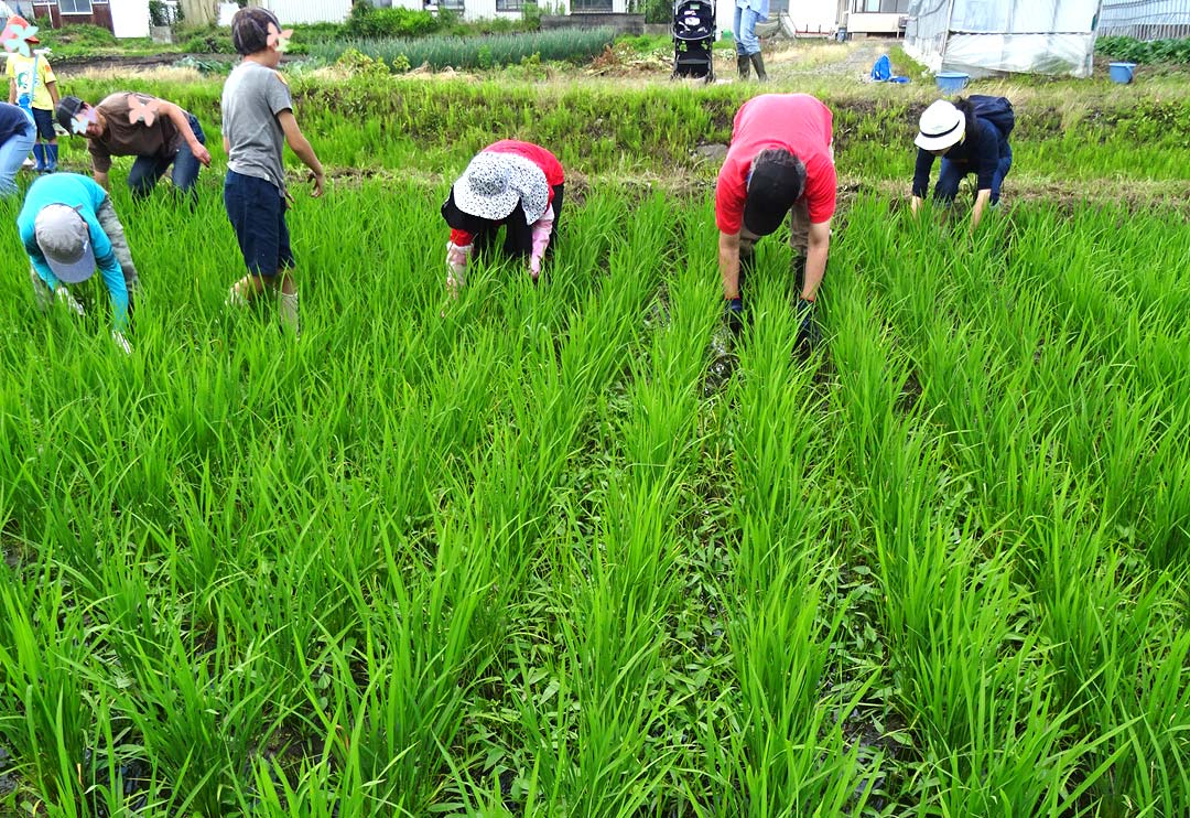 草取りスタート。雑草の量がすごい！