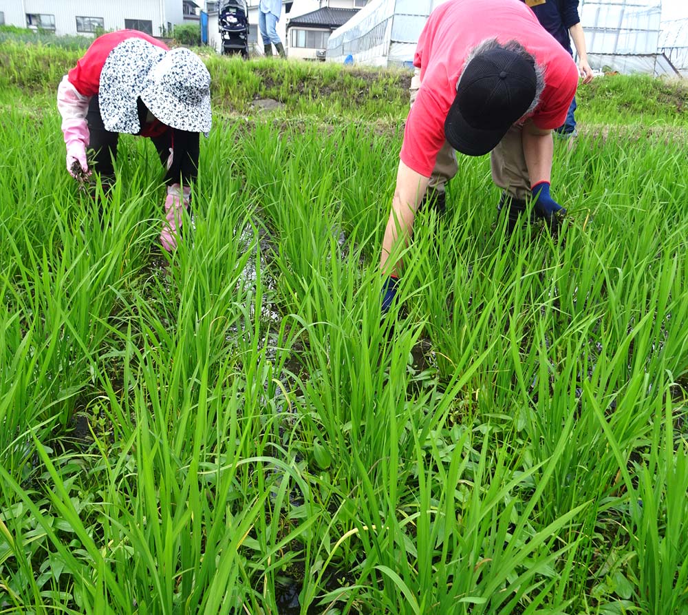 田んぼの草取り。腰をかがめるので忍耐のひと言。